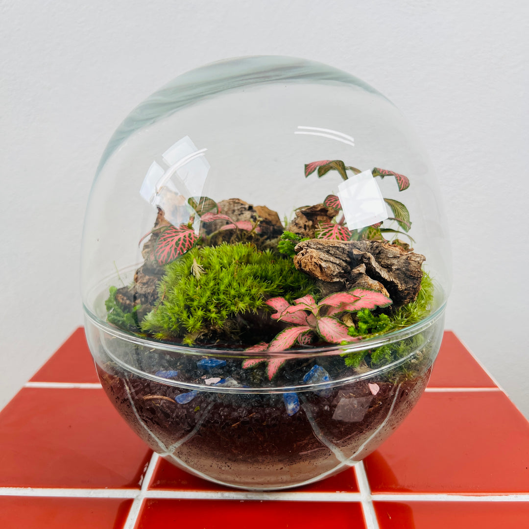 indoor plant dome Plant Studio Terrarium Bio-dome