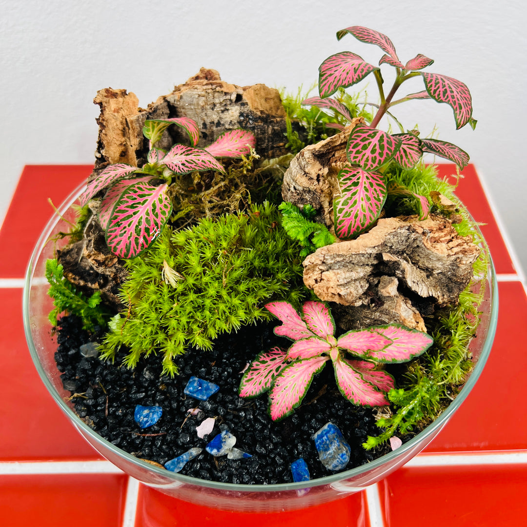 tropical plant terrarium Plant Studio Terrarium Bio-dome