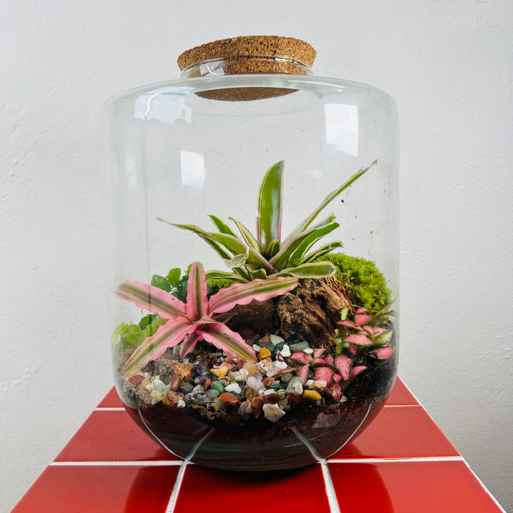 Plant.Studio 'Earth Star' Terrarium