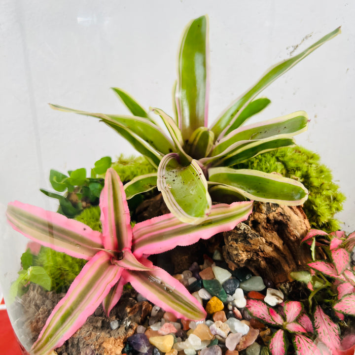 Plant.Studio 'Earth Star' Terrarium