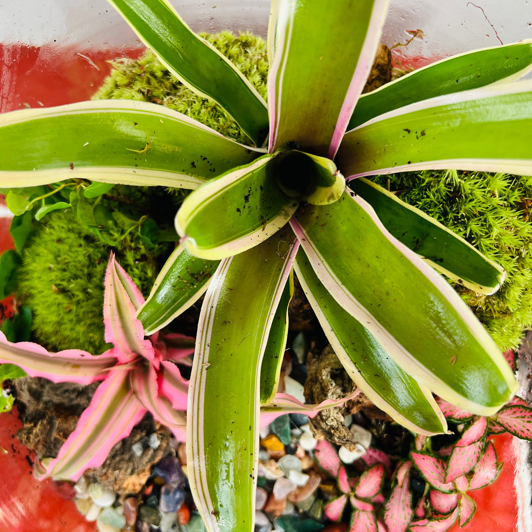 Plant.Studio 'Earth Star' Terrarium