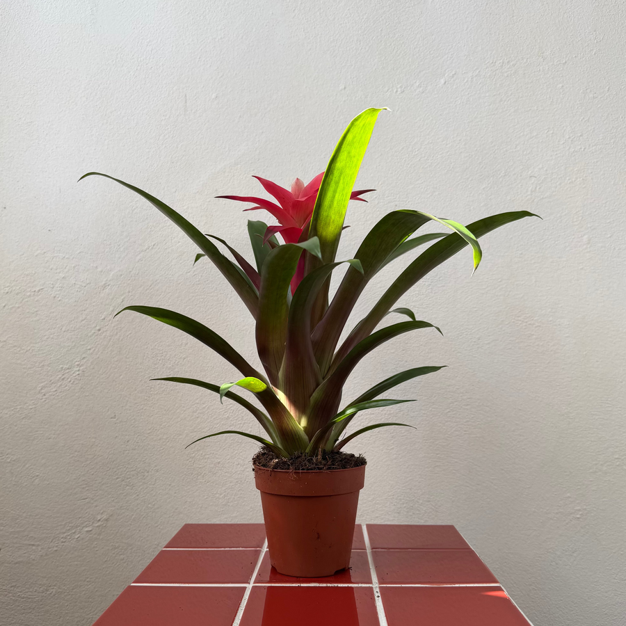 Guzmania ‘Libby’ in pot