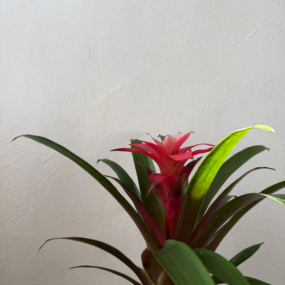 Guzmania ‘Libby’ bloom