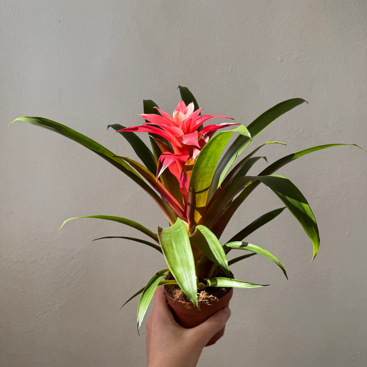 Guzmania ‘Libby’ held in hand
