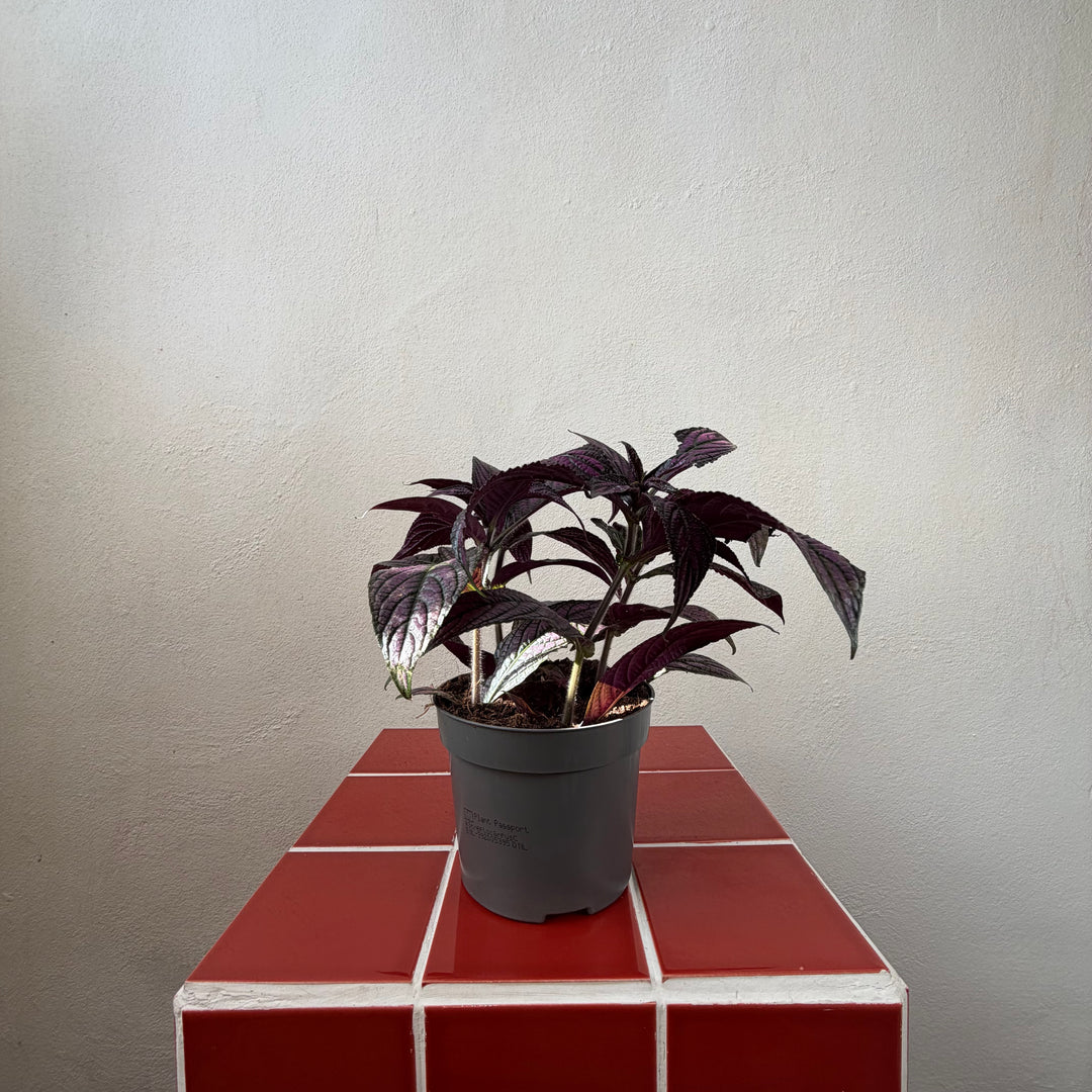 Strobilanthes dyerianus- Persian Shield