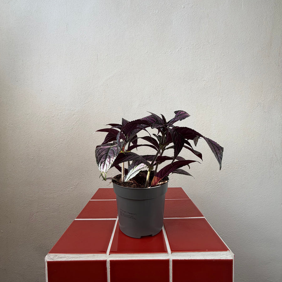 Strobilanthes dyerianus- Persian Shield