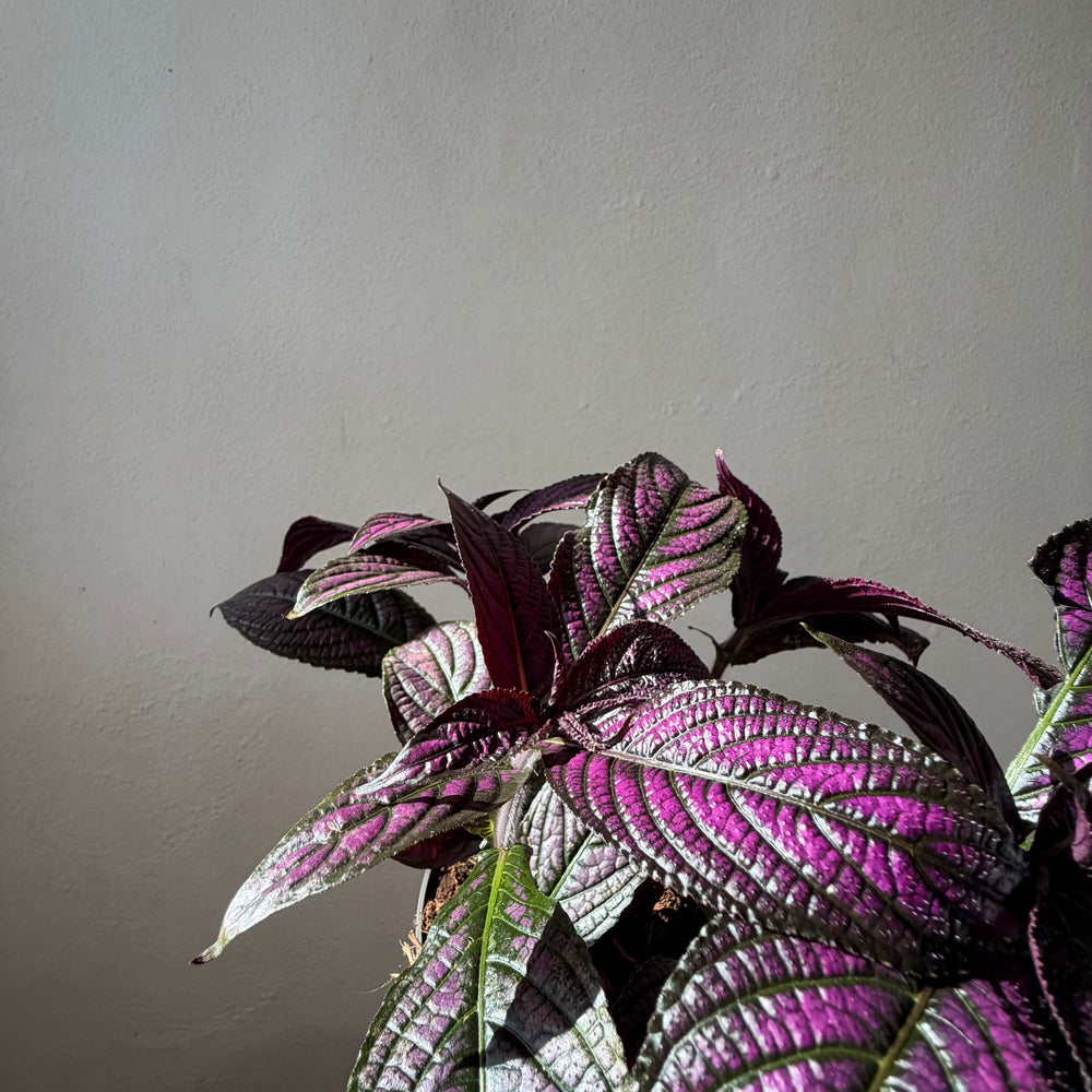 Strobilanthes dyerianus- Persian Shield