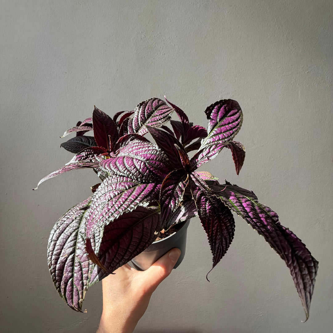 Strobilanthes dyerianus- Persian Shield held in hand