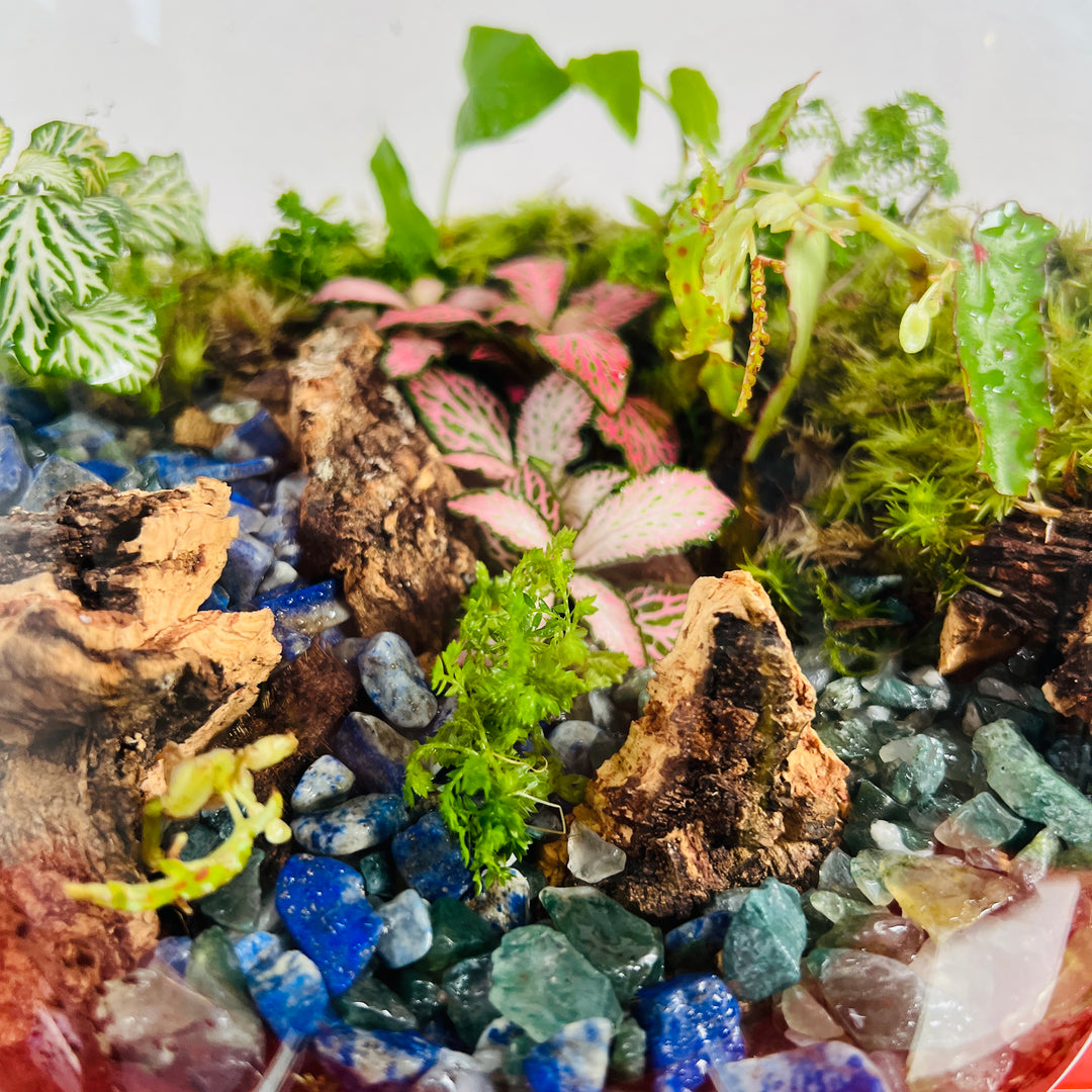 Plant.Studio 'Lizard Point' Terrarium