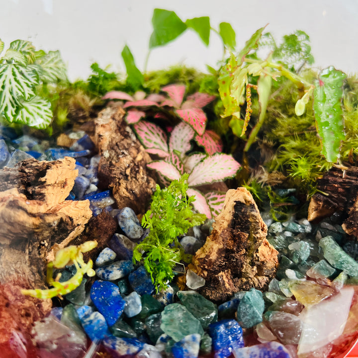 Plant.Studio 'Lizard Point' Terrarium