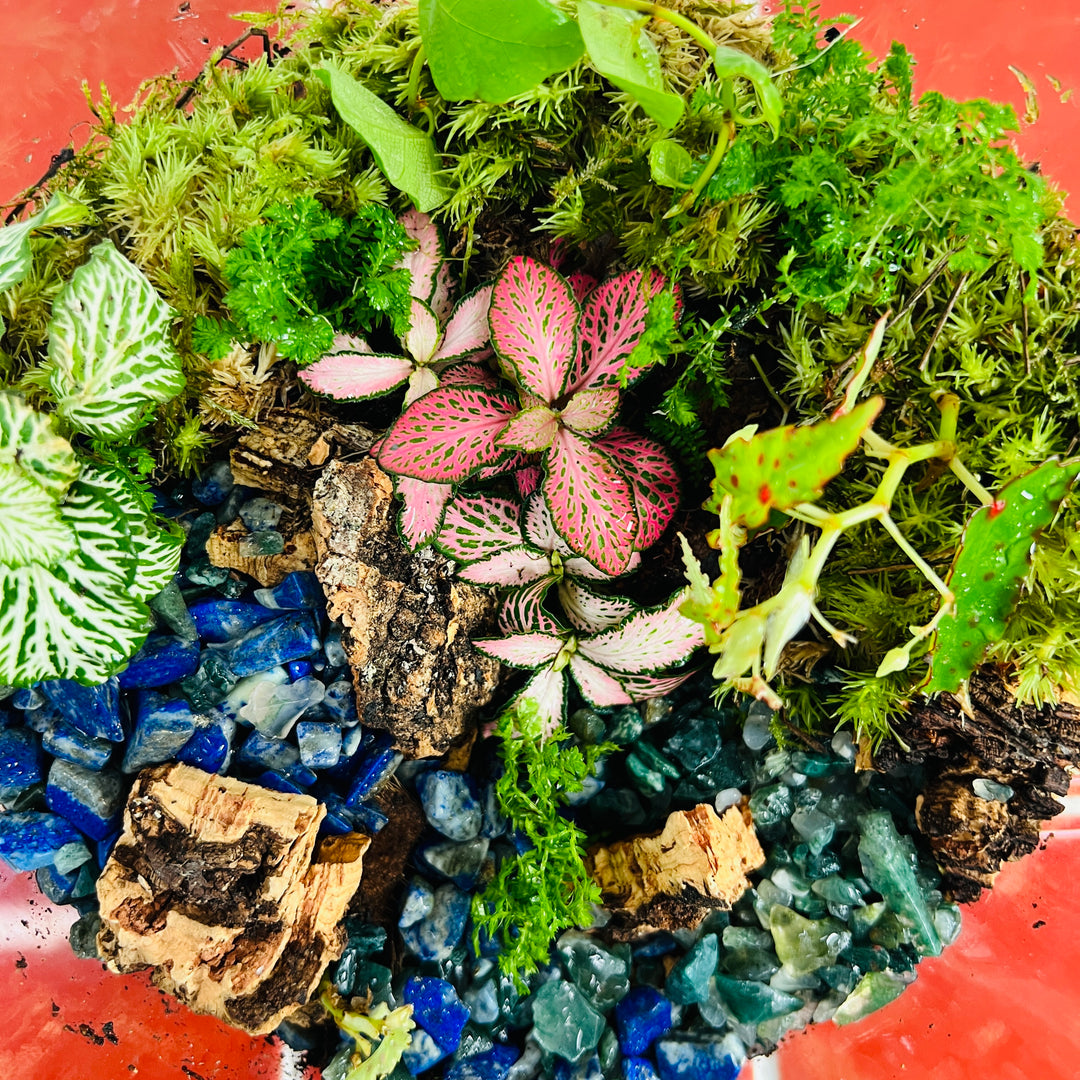 Plant.Studio 'Lizard Point' Terrarium