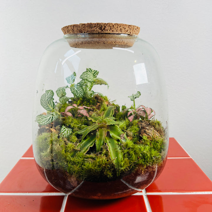 Plant.Studio 'Earth's Mouth' Terrarium
