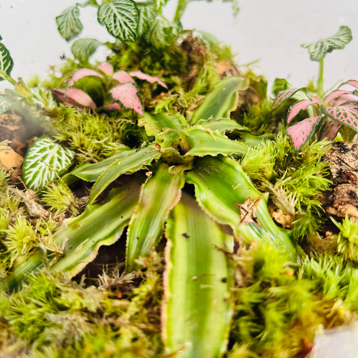 Plant.Studio 'Earth's Mouth' Terrarium