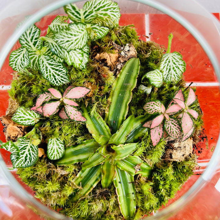 Plant.Studio 'Earth's Mouth' Terrarium