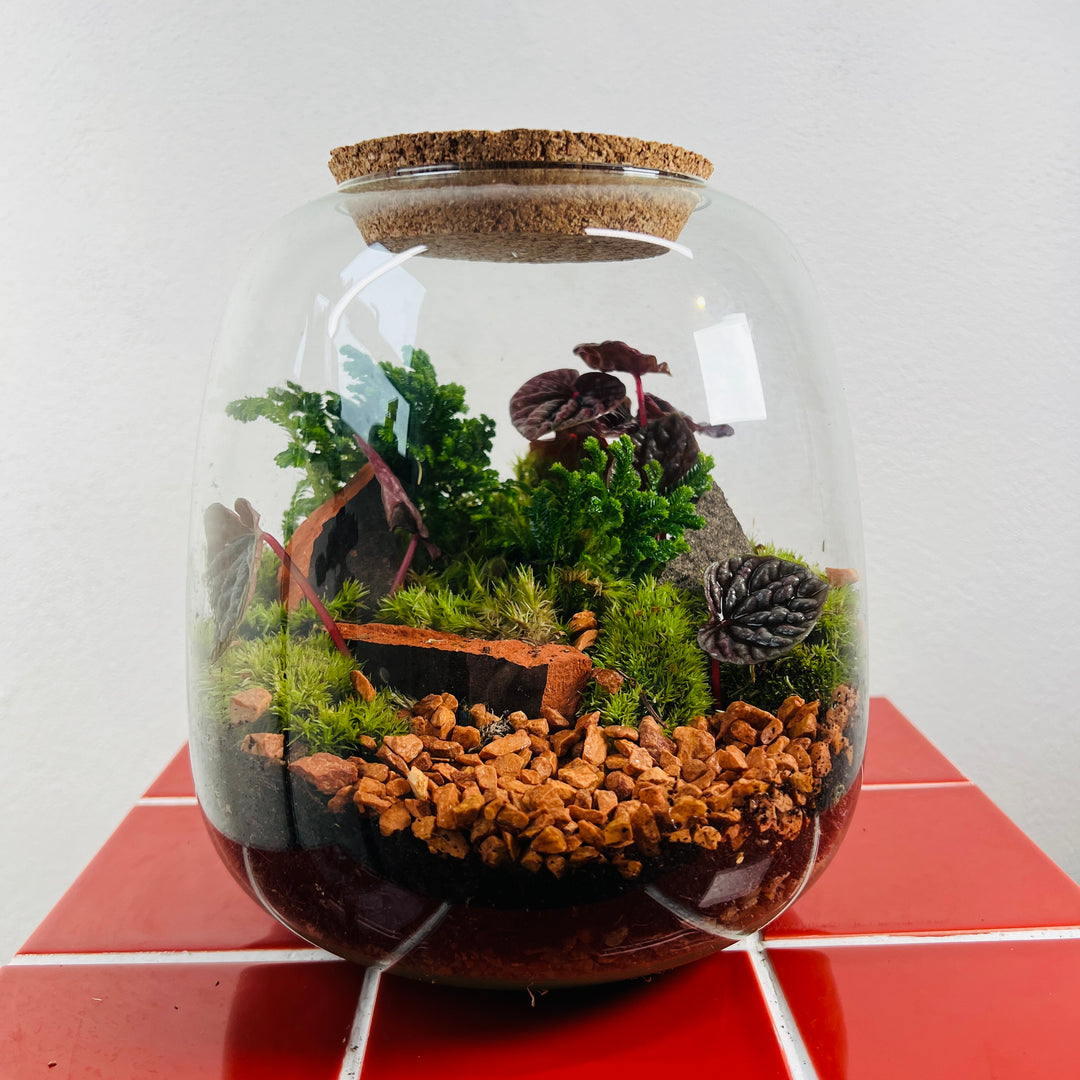Plant.Studio 'Back Garden' Terrarium