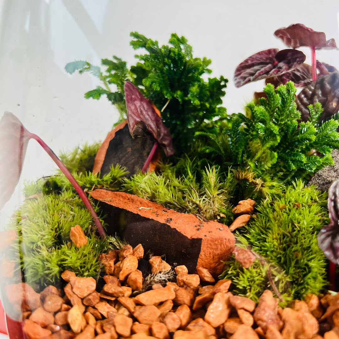 Plant.Studio 'Back Garden' Terrarium