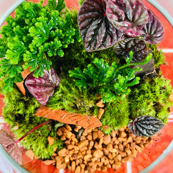 Plant.Studio 'Back Garden' Terrarium