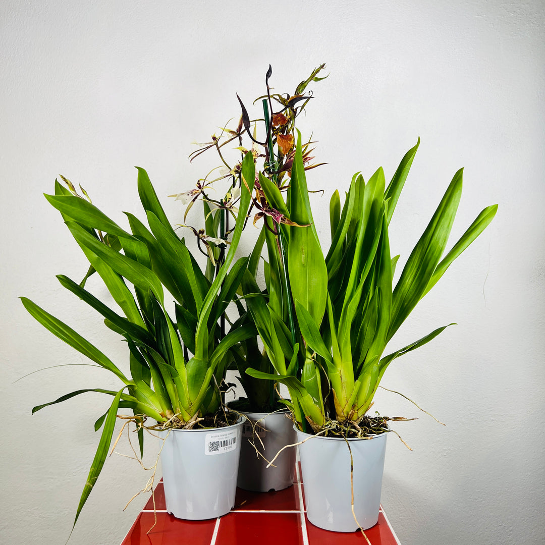 Brassia ‘Shelob Tolkien’ – Spider Orchid