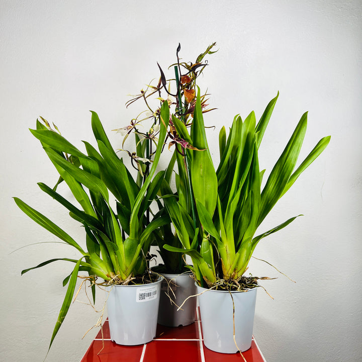 Brassia ‘Shelob Tolkien’ – Spider Orchid