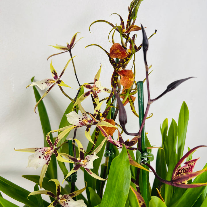 Brassia ‘Shelob Tolkien’ – Spider Orchid