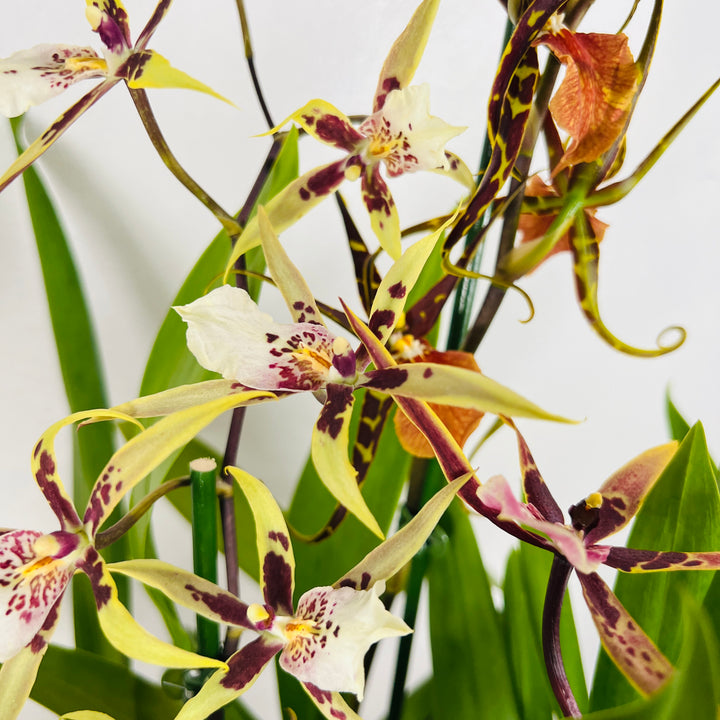 Brassia ‘Shelob Tolkien’ – Spider Orchid