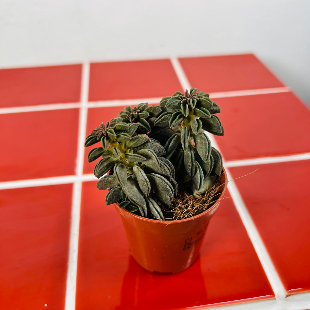 Peperomia Silver Spark