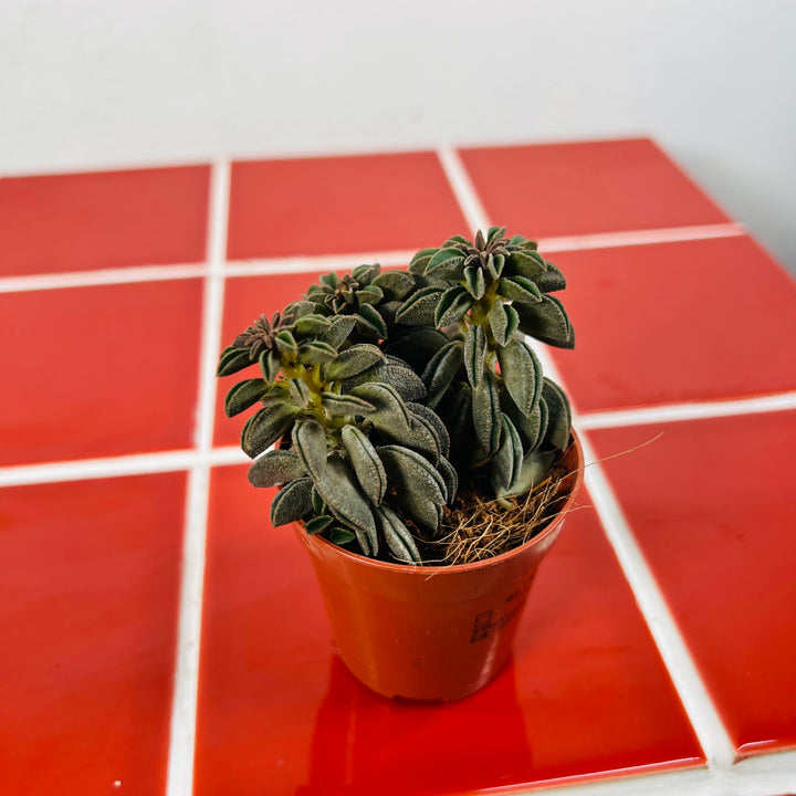 Peperomia Silver Spark