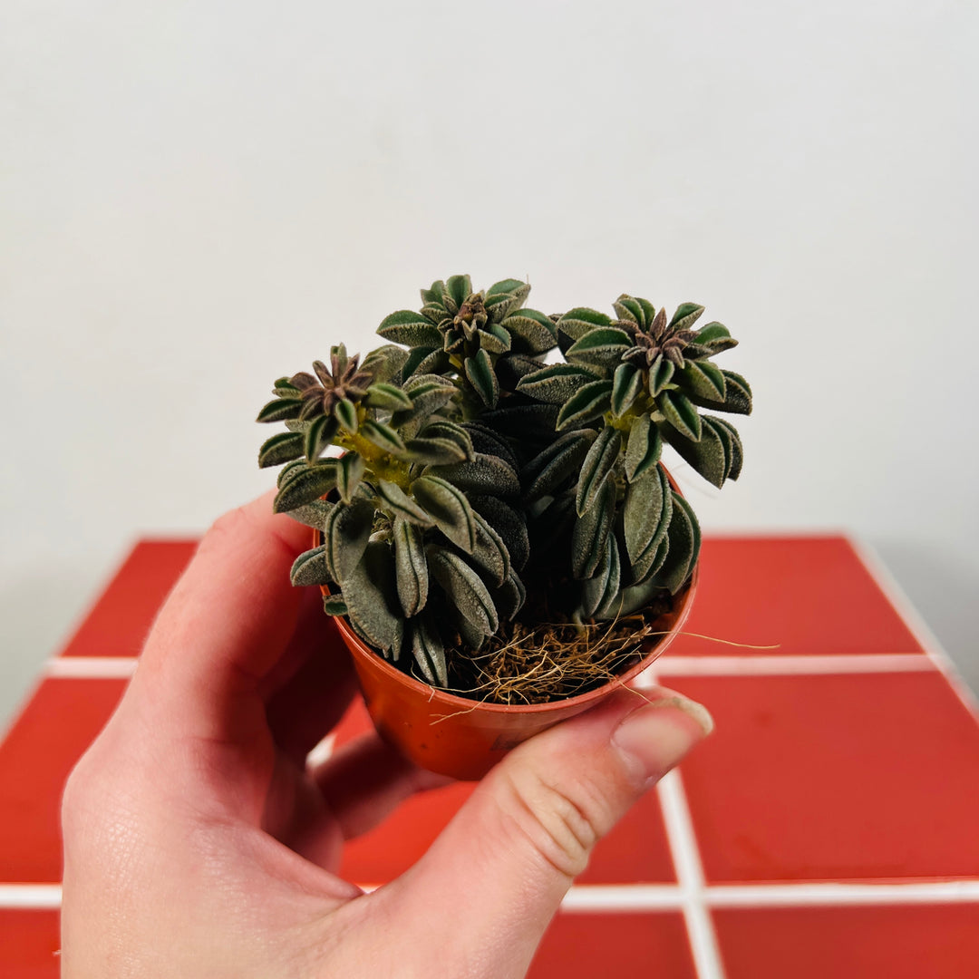 Peperomia Silver Spark