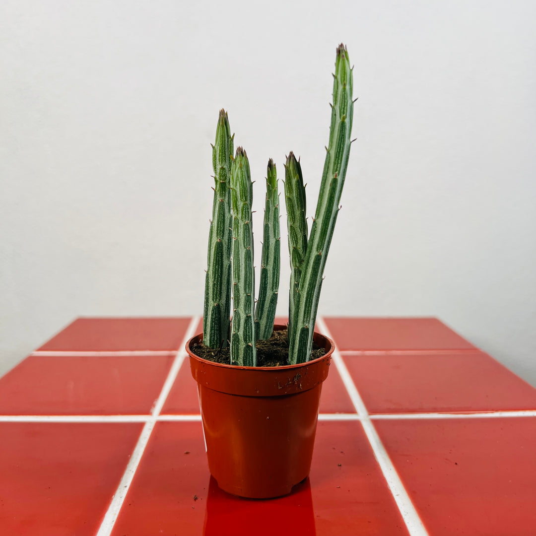 Stapelia Leendertzia Mix