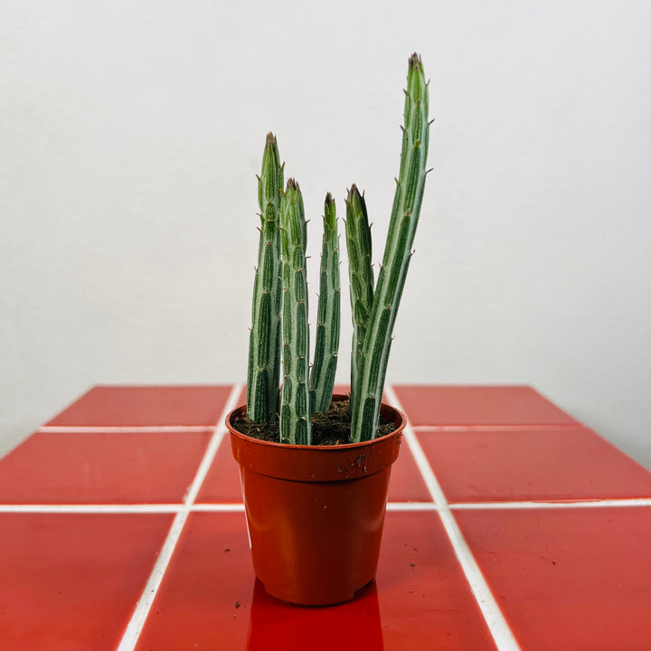 Stapelia Leendertzia Mix