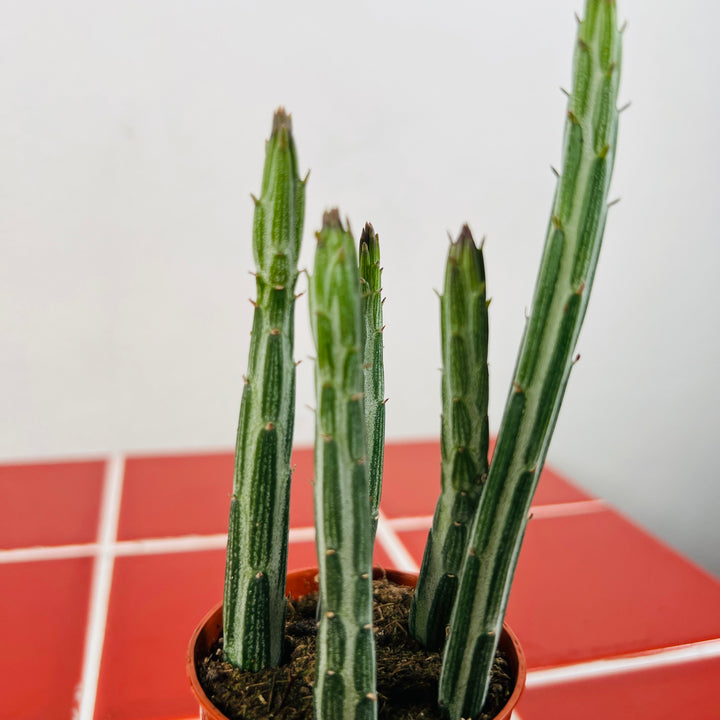 Stapelia Leendertzia Mix