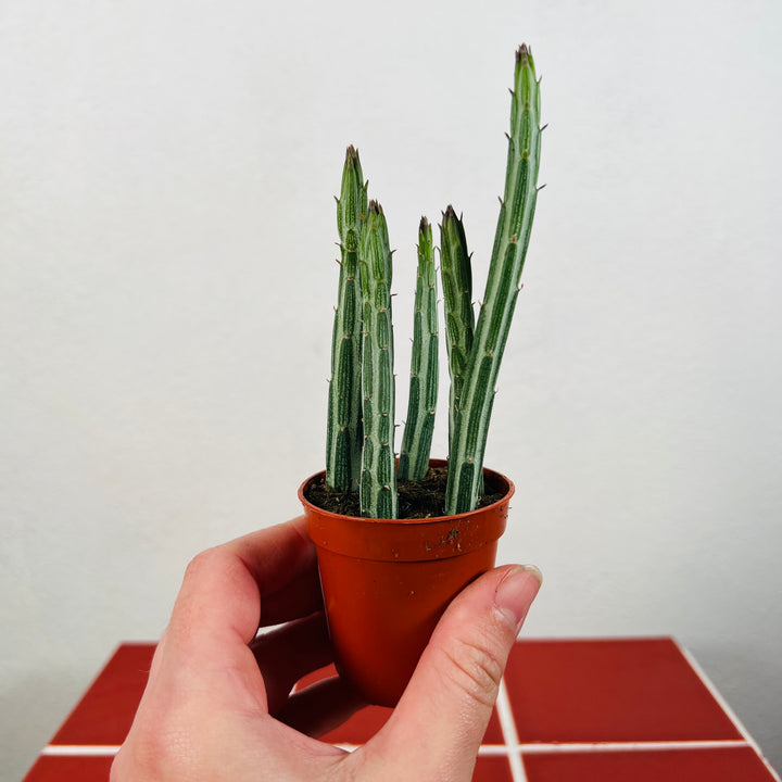 Stapelia Leendertzia Mix