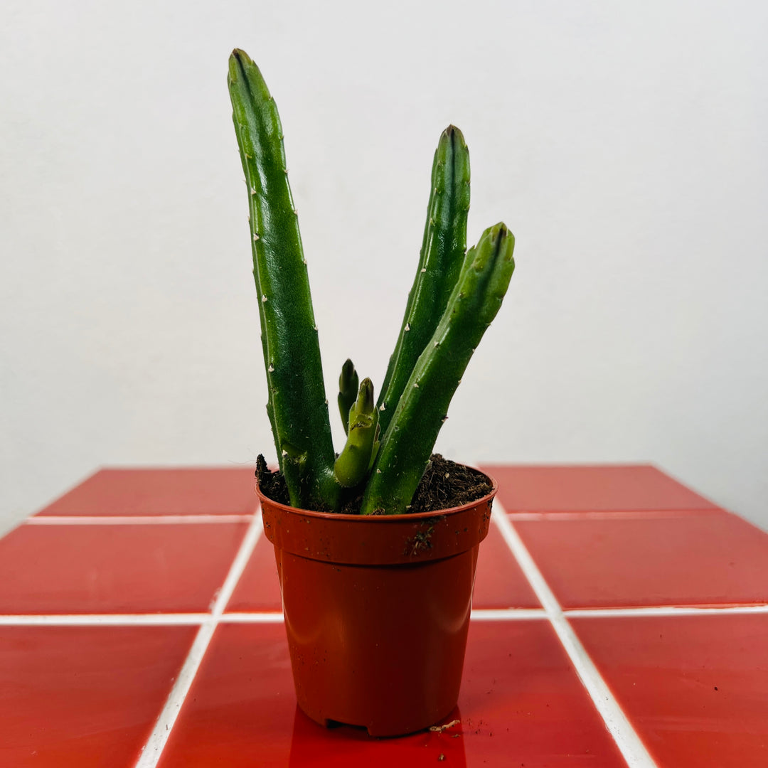 Stapelia Leendertzia Mix