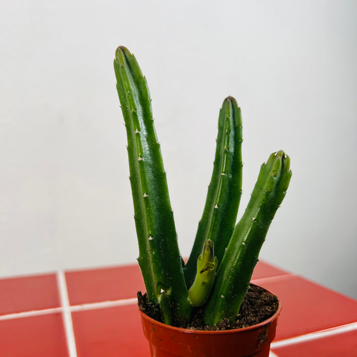 Stapelia Leendertzia Mix