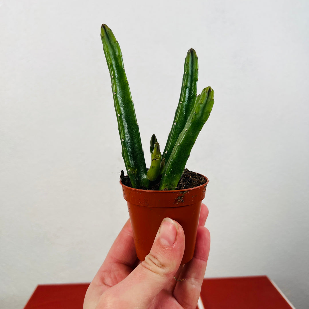 Stapelia Leendertzia Mix