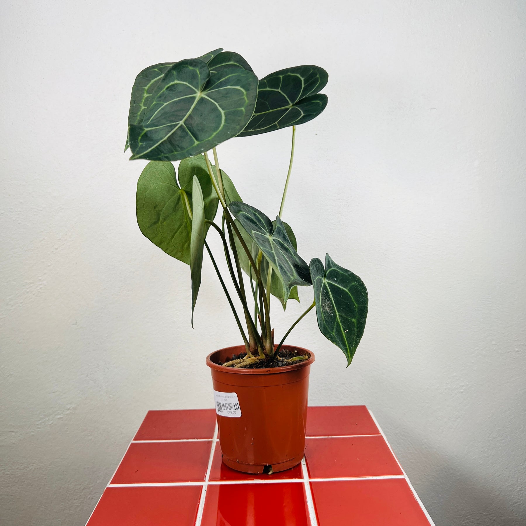 anthurium clarinervium humidity Anthurium Clarinervium – Plant Studio