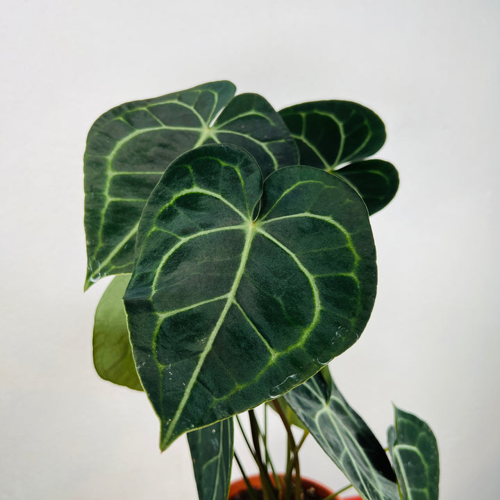 Anthurium Clarinervium