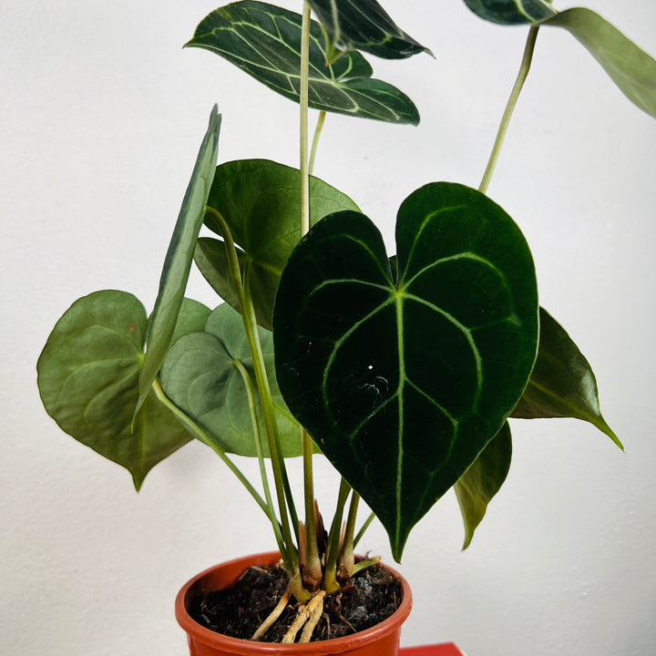 Anthurium Clarinervium