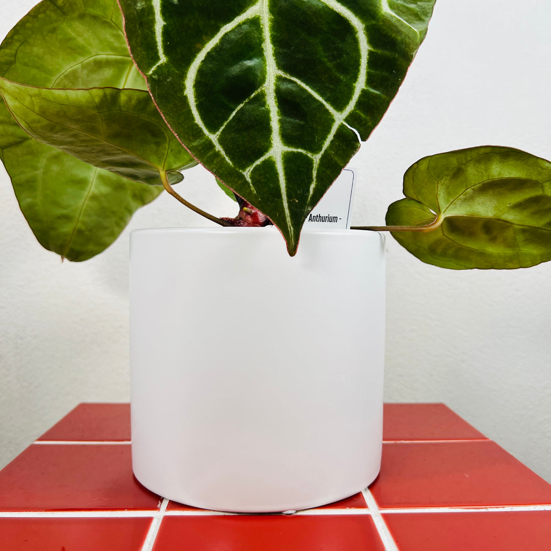 Sofia White Pot – Minimal Ceramic Planter