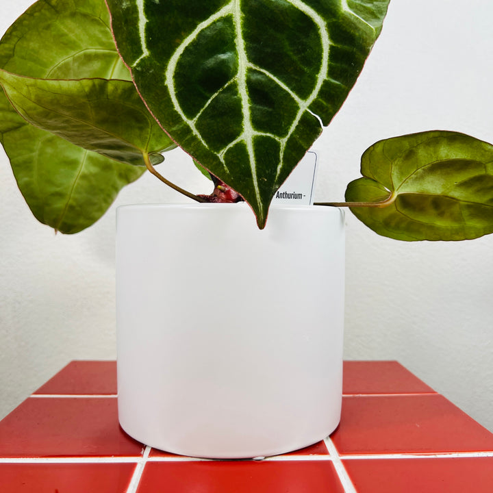 Sofia White Pot – Minimal Ceramic Planter