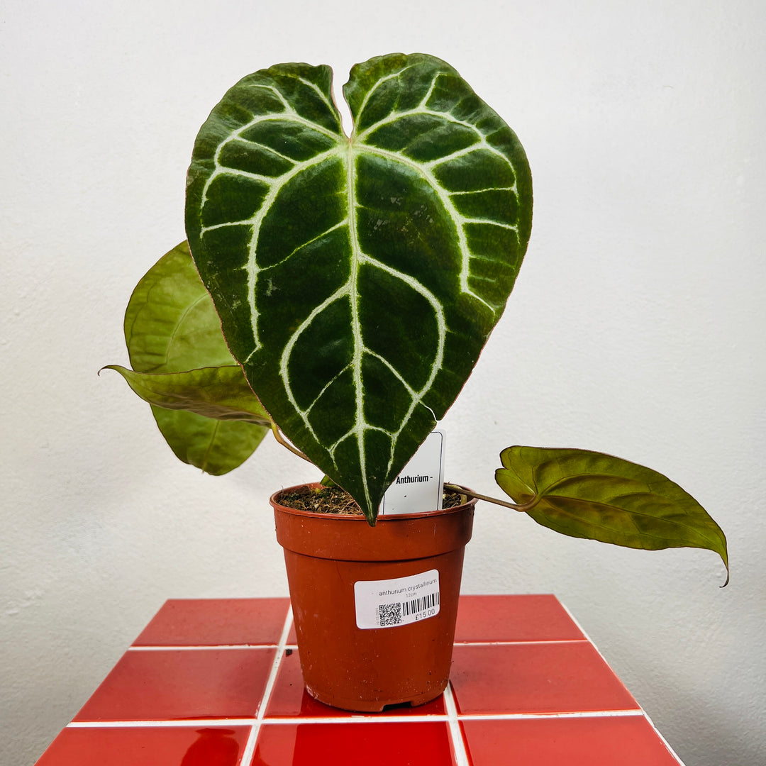 anthurium crystalinum Anthurium crystallinum – Crystal Anthurium | Rare Tropical Houseplant