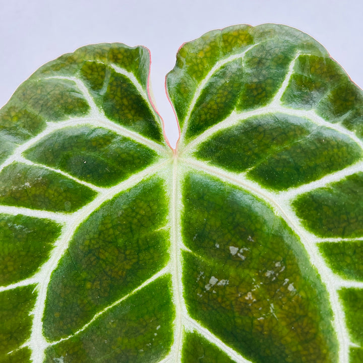 Anthurium crystallinum – Crystal Anthurium