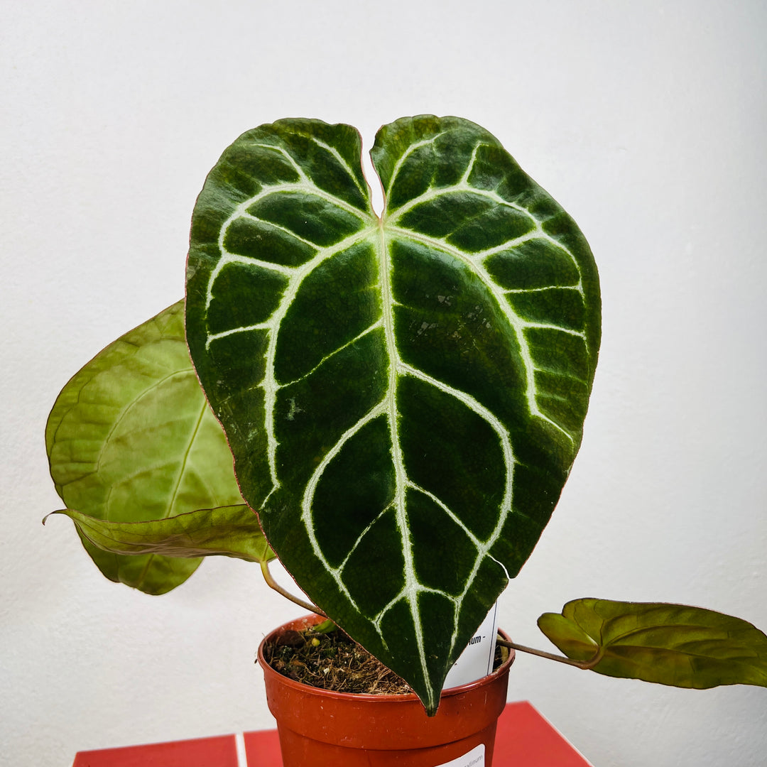 anthurium crystallinum for sale Anthurium crystallinum – Crystal Anthurium | Rare Tropical Houseplant