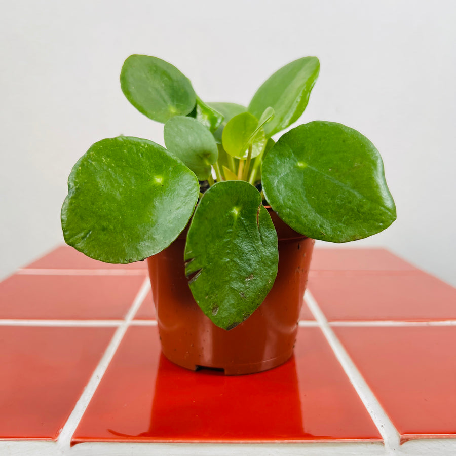 pilea peperomioides - chinese money plant Pilea peperomioides – Chinese Money Plant