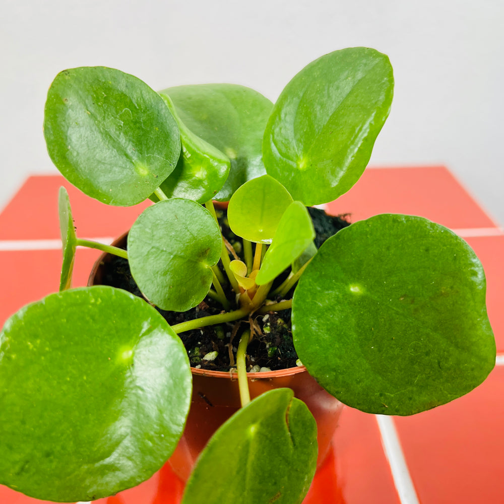 house plants chinese money plant Pilea peperomioides – Chinese Money Plant