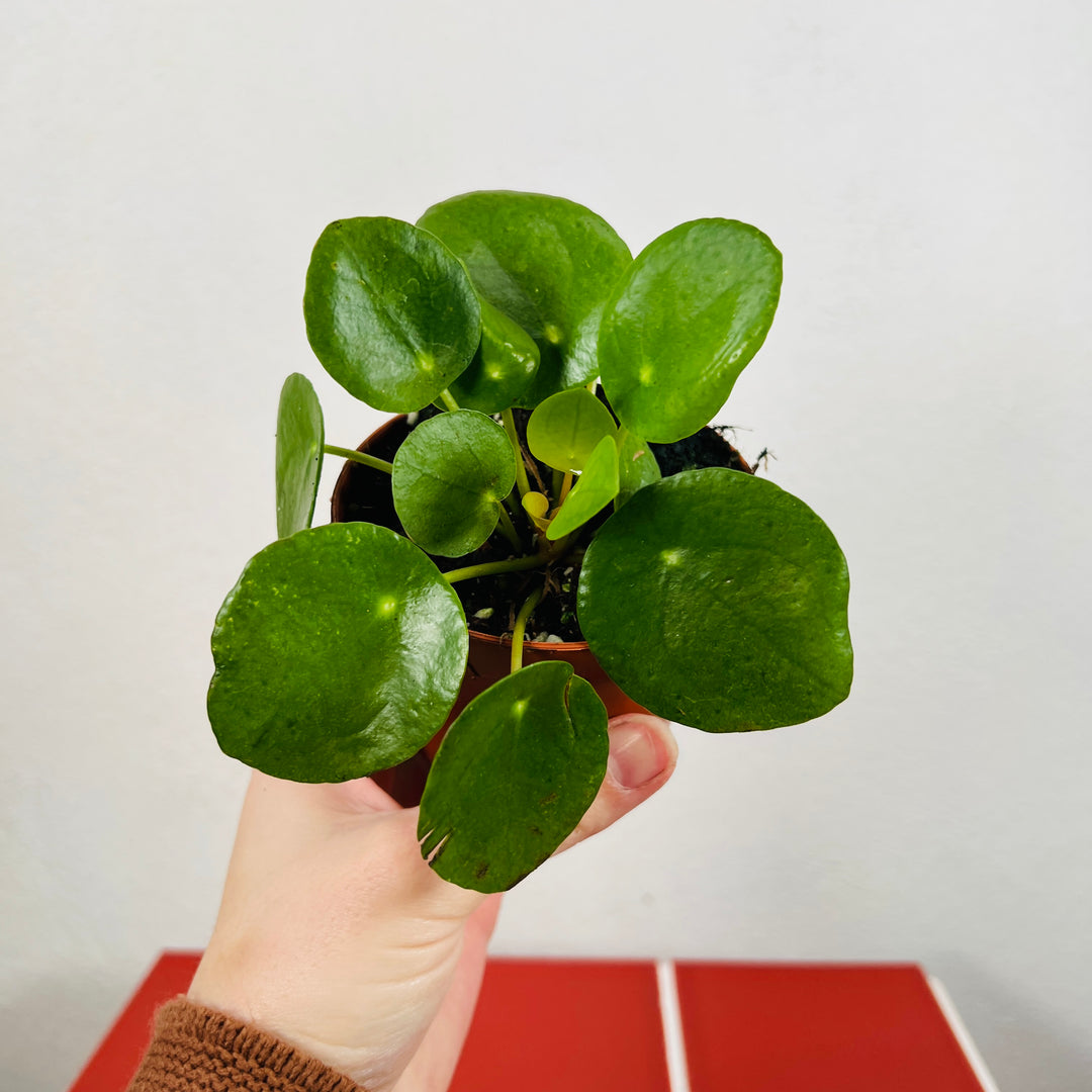 Pilea Peperomoides - Chinese Money Plant