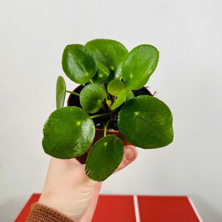 Pilea Peperomoides - Chinese Money Plant
