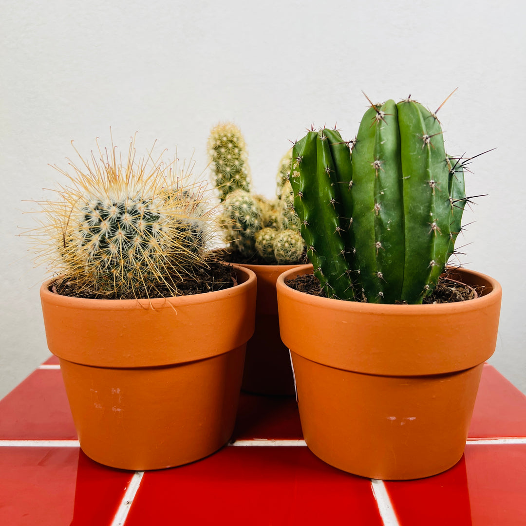 Cactus Lucky Dip Mix in Terracotta Pot