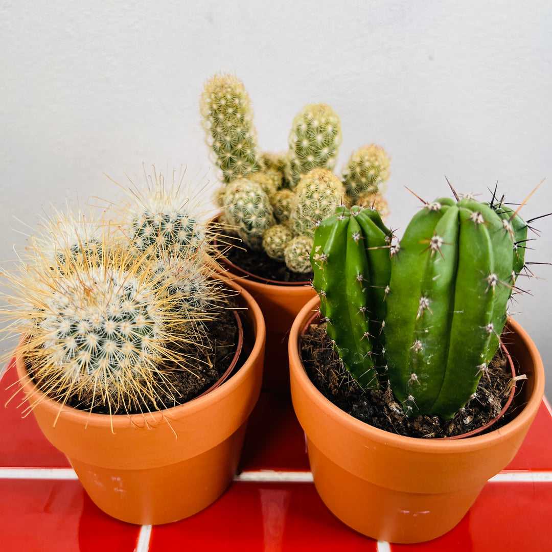 Cactus Lucky Dip Mix in Terracotta Pot