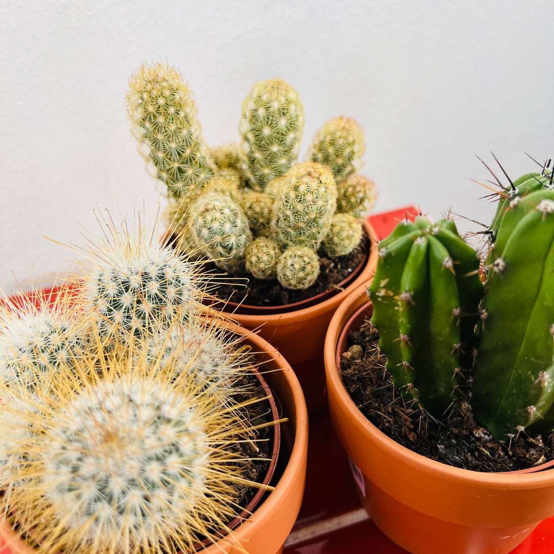 Cactus Lucky Dip Mix in Terracotta Pot